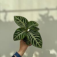 Aphelandra dania - Zebra Plant