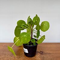 Chinese Money Plant (Pilea peperomioides) - 4" Pot