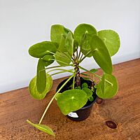 Chinese Money Plant (Pilea peperomioides) - 4" Pot