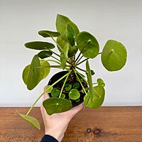 Chinese Money Plant (Pilea peperomioides) - 4" Pot