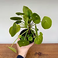 Chinese Money Plant (Pilea peperomioides) - 4" Pot
