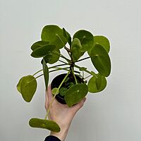 Chinese Money Plant (Pilea peperomioides) - 4" Pot