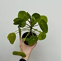 Chinese Money Plant (Pilea peperomioides) - 4" Pot