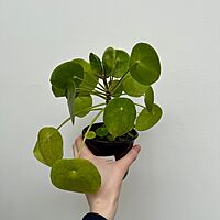 Chinese Money Plant (Pilea peperomioides) - 4" Pot