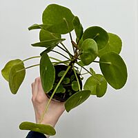 Chinese Money Plant (Pilea peperomioides) - 4" Pot