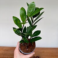 Zamioculcas zamiifolia (ZZ Plant) - 4" Pot