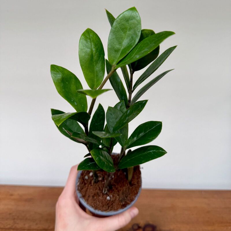 Zamioculcas zamiifolia (ZZ Plant) - 4" Pot