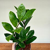 Zamioculcas zamiifolia (ZZ Plant) - 4" Pot