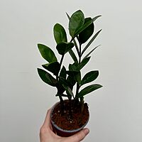 Zamioculcas zamiifolia (ZZ Plant) - 4" Pot