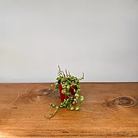 String of Turtles (Peperomia prostrata) - 2.5" Pot