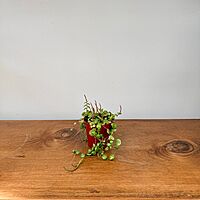 String of Turtles (Peperomia prostrata) - 2.5" Pot