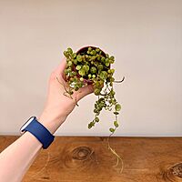 String of Turtles (Peperomia prostrata) - 2.5" Pot