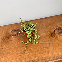 String of Turtles (Peperomia prostrata) - 2.5" Pot