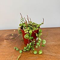 String of Turtles (Peperomia prostrata) - 2.5" Pot