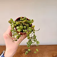 String of Turtles (Peperomia prostrata) - 2.5" Pot