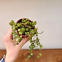 String of Turtles (Peperomia prostrata) - 2.5" Pot