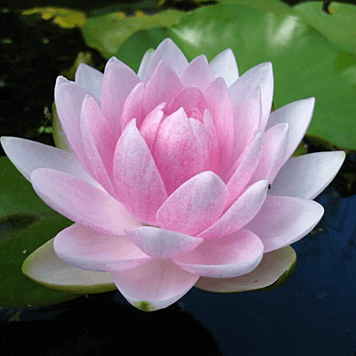 Hardy Water Lily Pink 'Mme Wilfron Gonnere' (Nymphaea ' Mme Wilfron Gonnere') - 8" Pot