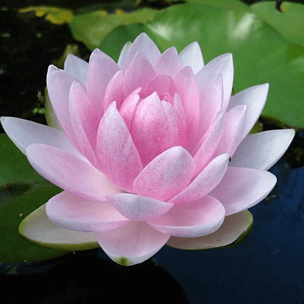 Hardy Water Lily Pink 'Mme Wilfron Gonnere' (Nymphaea ' Mme Wilfron Gonnere') - 8" Pot