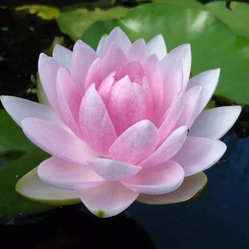 Hardy Water Lily Pink 'Mme Wilfron Gonnere' (Nymphaea ' Mme Wilfron Gonnere') - 8" Pot