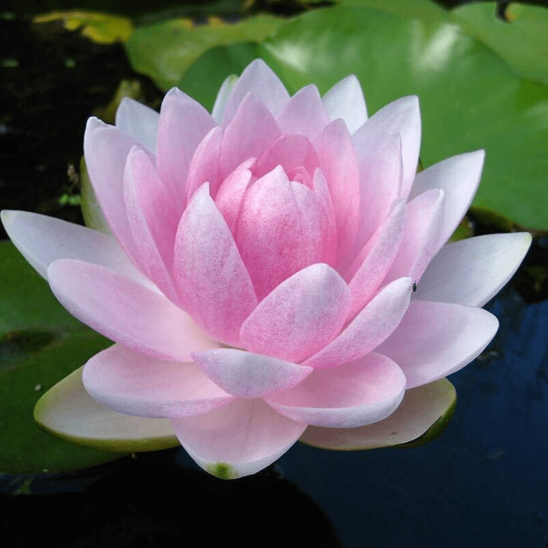 Hardy Water Lily Pink 'Mme Wilfron Gonnere' (Nymphaea ' Mme Wilfron Gonnere') - 8" Pot
