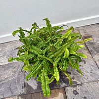 Nephrolepis obliterata (Kimberly Queen Fern) - 10" Pot