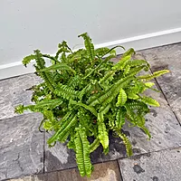 Nephrolepis obliterata (Kimberly Queen Fern) - 10" Pot