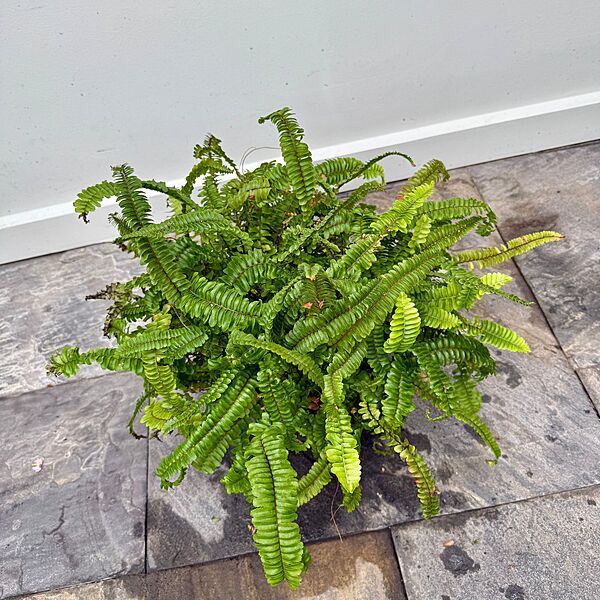 Nephrolepis obliterata (Kimberly Queen Fern) - 10" Pot