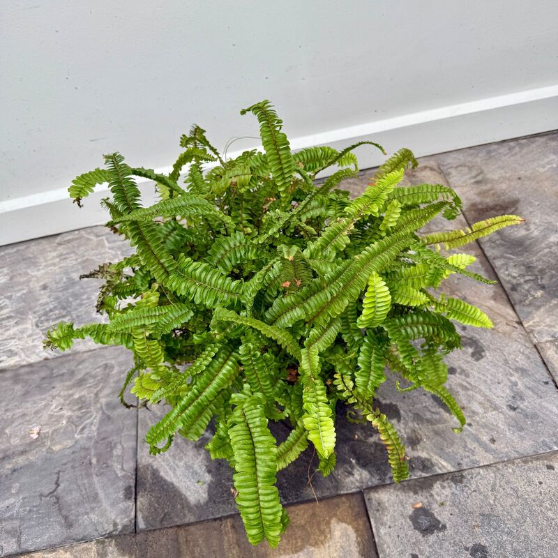 Nephrolepis obliterata (Kimberly Queen Fern) - 10" Pot