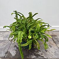 Nephrolepis obliterata (Kimberly Queen Fern) - 10" Pot