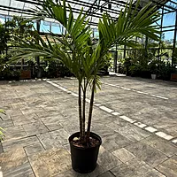 Christmas Palm (Adonidia merrillii) - 17" Pot - Multi