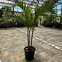 Christmas Palm (Adonidia merrillii) - 17" Pot - Multi