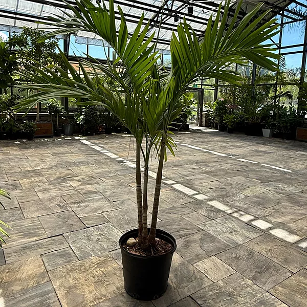 Christmas Palm (Adonidia merrillii) - 17" Pot - Multi