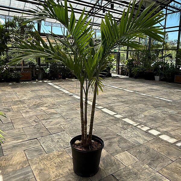 Christmas Palm (Adonidia merrillii) - 17" Pot - Multi