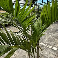 Christmas Palm (Adonidia merrillii) - 17" Pot - Multi