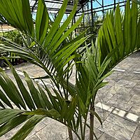 Christmas Palm (Adonidia merrillii) - 17" Pot - Multi