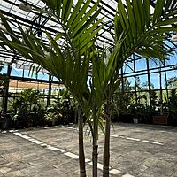 Christmas Palm (Adonidia merrillii) - 17" Pot - Multi