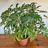Umbrella Tree 'Arboricola' (Heptapleurum arboricola) - 6" Pot