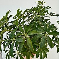Umbrella Tree 'Arboricola' (Heptapleurum arboricola) - 6" Pot