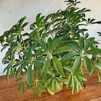 Umbrella Tree 'Arboricola' (Heptapleurum arboricola) - 6" Pot