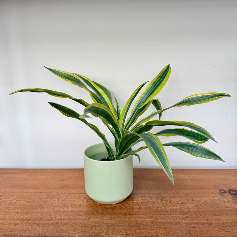 Dracaena warneckii 'Lemon-Lime' (Corn Plant 'Lemon Lime') - 3" Pot