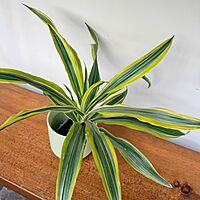 Dracaena warneckii 'Lemon-Lime' (Corn Plant 'Lemon Lime') - 3" Pot