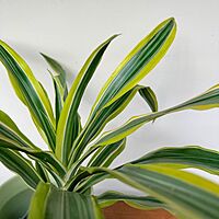 Dracaena warneckii 'Lemon-Lime' (Corn Plant 'Lemon Lime') - 3" Pot