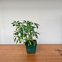 Umbrella Tree 'Arboricola' (Heptapleurum arboricola) - 3" Pot