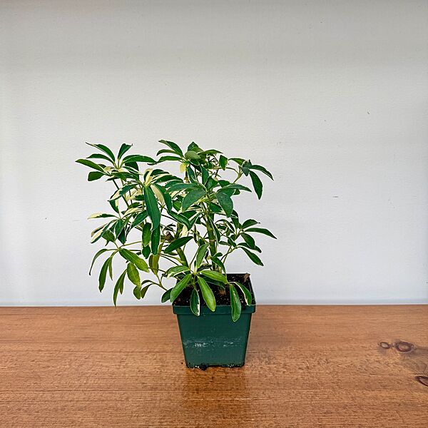 Umbrella Tree 'Arboricola' (Heptapleurum arboricola) - 3" Pot