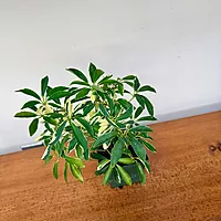 Umbrella Tree 'Arboricola' (Heptapleurum arboricola) - 3" Pot