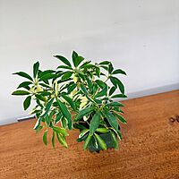 Umbrella Tree 'Arboricola' (Heptapleurum arboricola) - 3" Pot