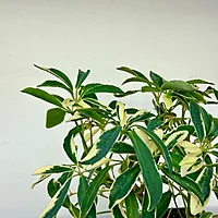 Umbrella Tree 'Arboricola' (Heptapleurum arboricola) - 3" Pot
