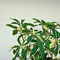 Umbrella Tree 'Arboricola' (Heptapleurum arboricola) - 3" Pot
