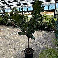 Ficus lyrata (Fiddle Leaf Fig) - 17" Pot Std