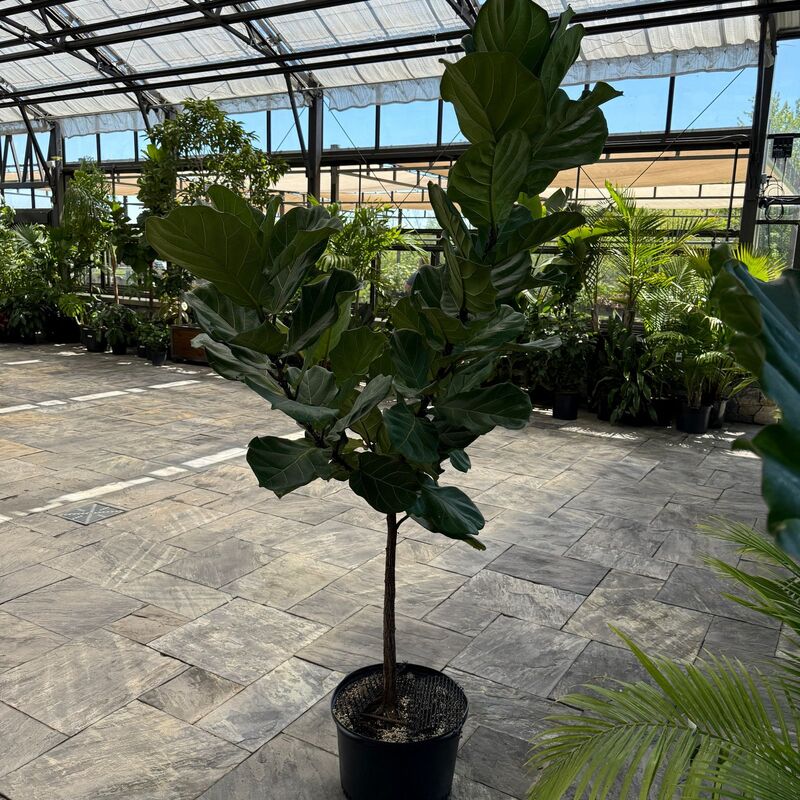 Ficus lyrata (Fiddle Leaf Fig) - 17" Pot Std